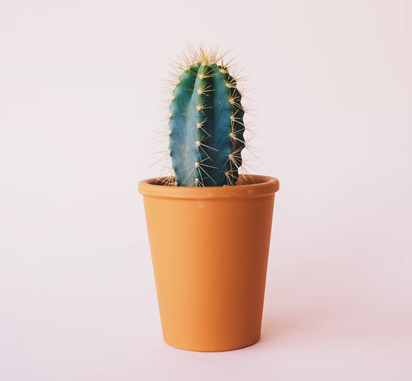 Online shop